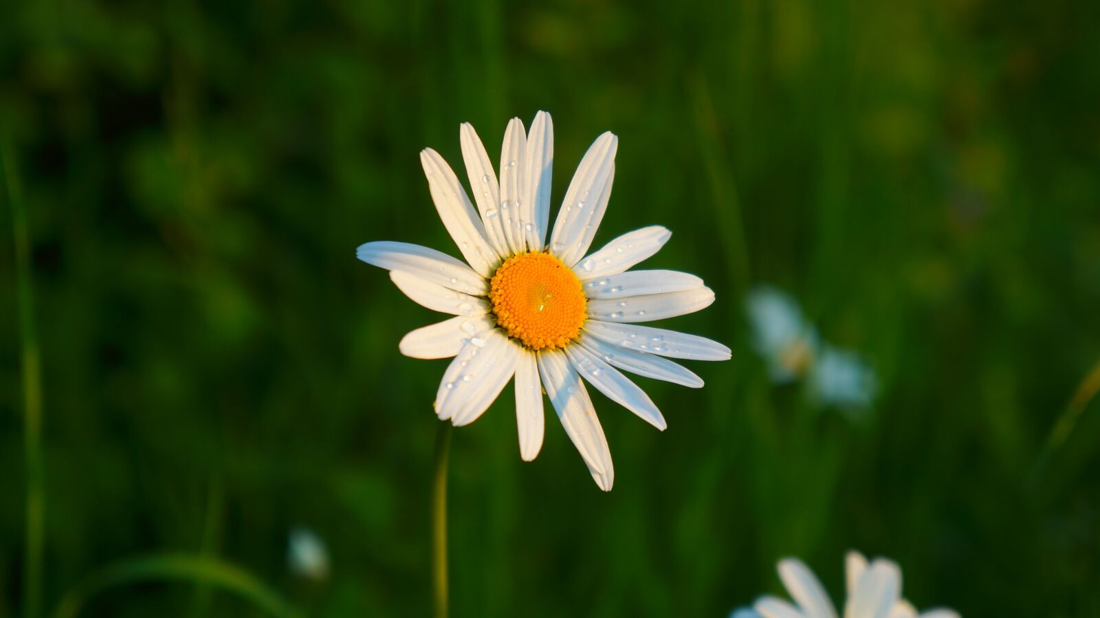 Sony Alpha a3000 + Sony E 18-55mm F3.5-5.6 OSS sample photo. Nature, plants, flower photography