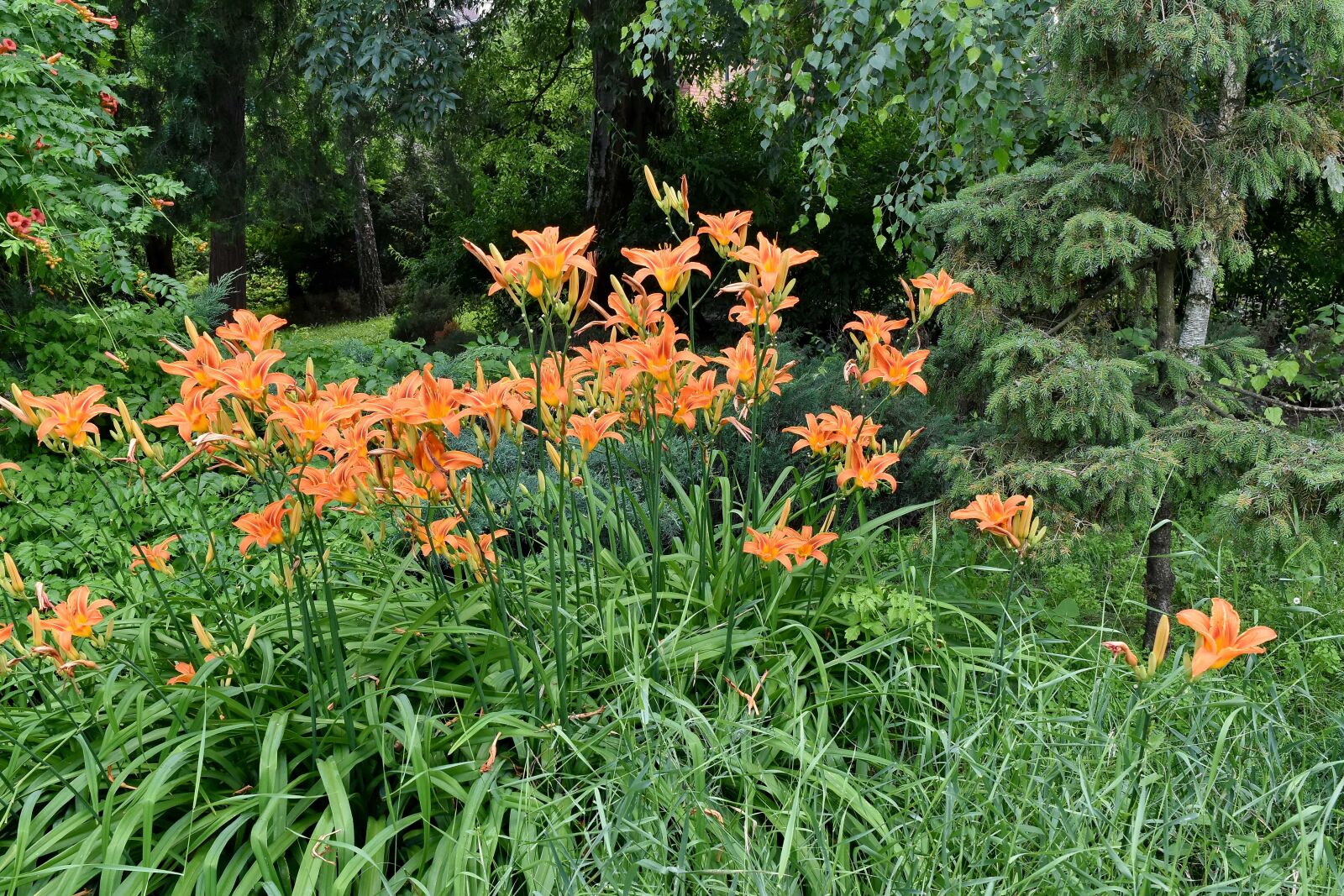Nikon D5500 sample photo. Branches, flower garden, garden photography