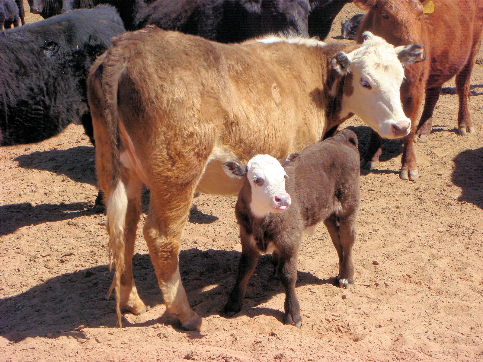 Sony DSC-T100 sample photo. Calf, cow, little calf photography