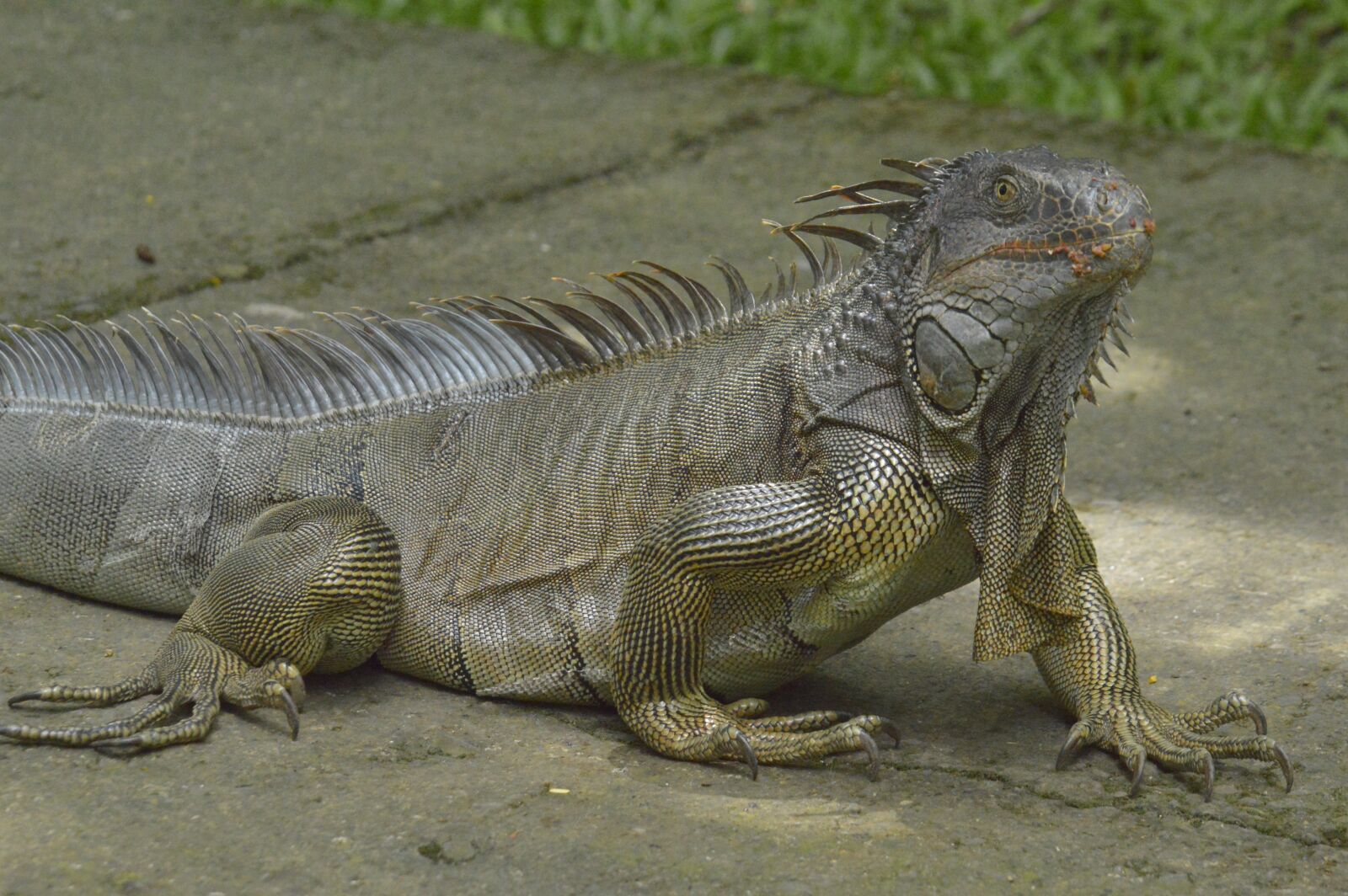 Nikon D3200 sample photo. Iguana, reptile, costa rica photography
