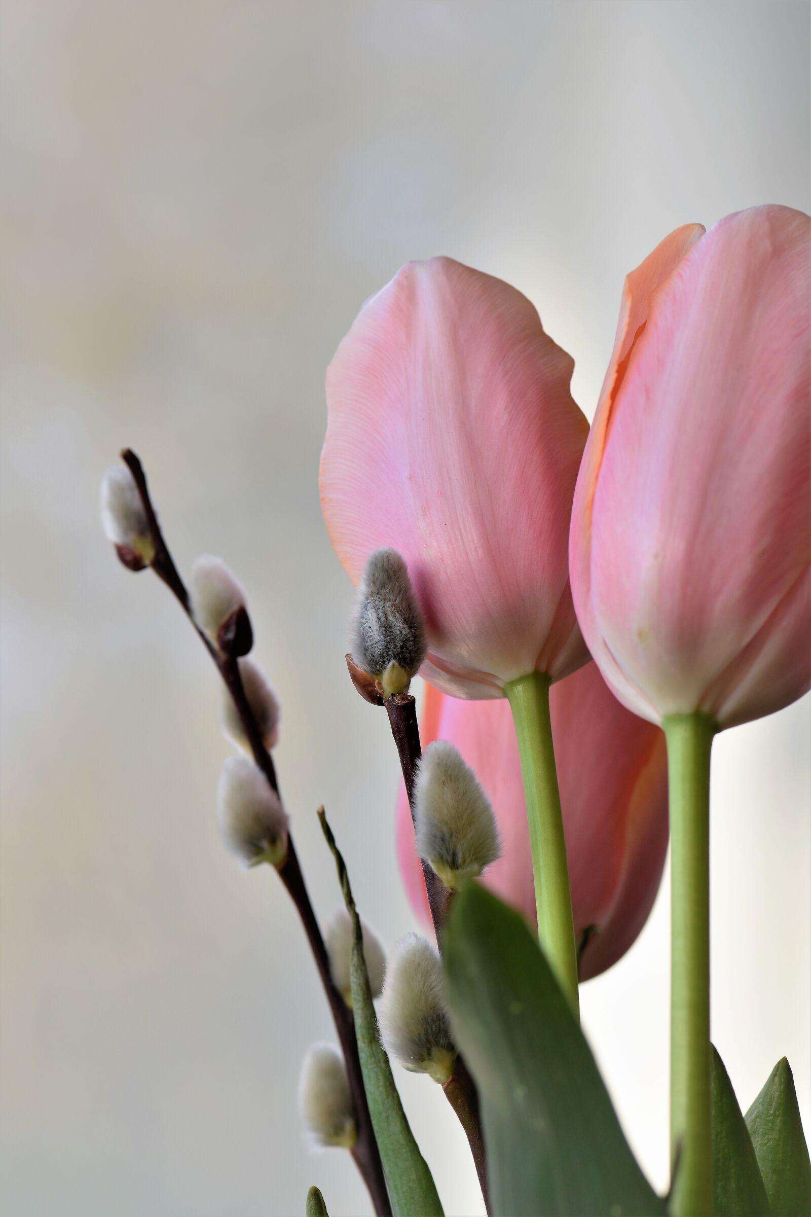 Nikon D5500 sample photo. Tulip, nature, flower photography