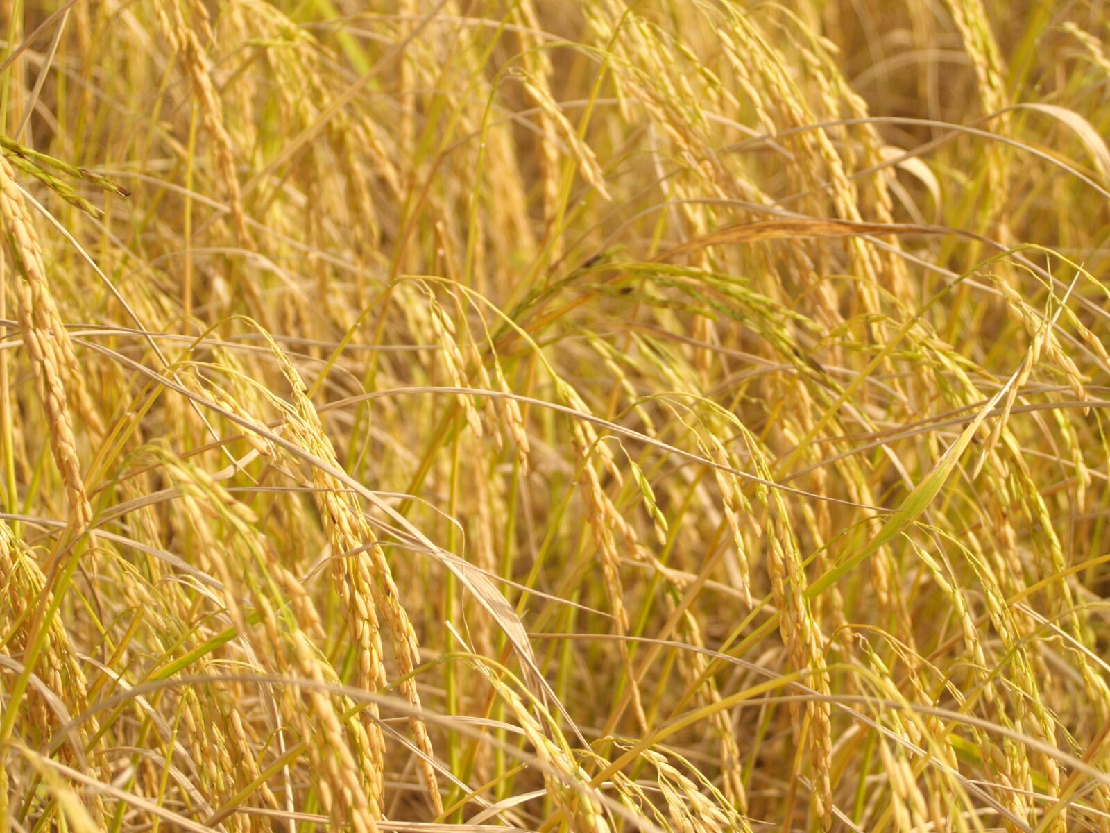 Olympus E-300 (EVOLT E-300) sample photo. Agriculture, asia, autumn photography