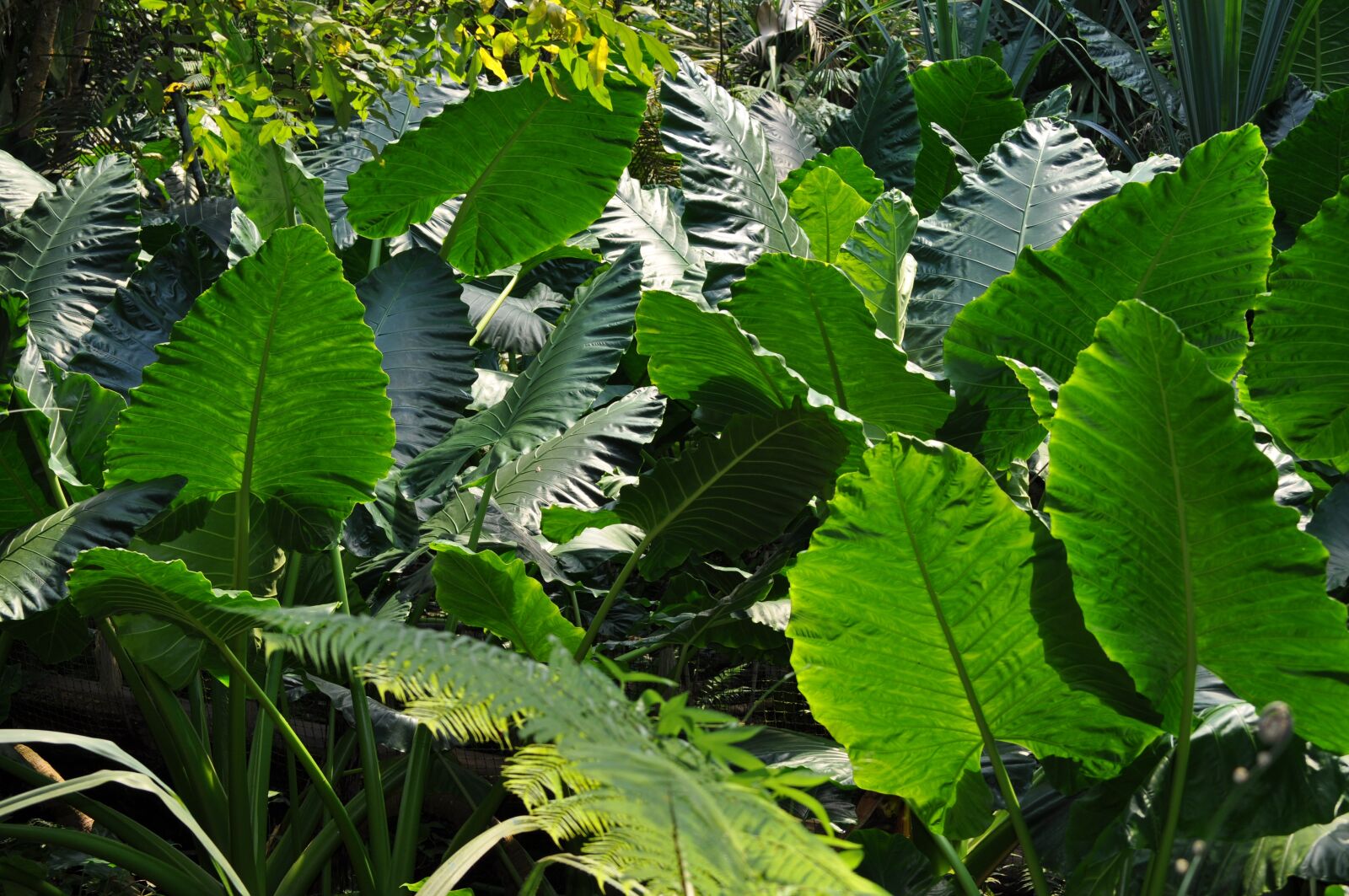 Nikon D5000 sample photo. Plant, green, green leaf photography