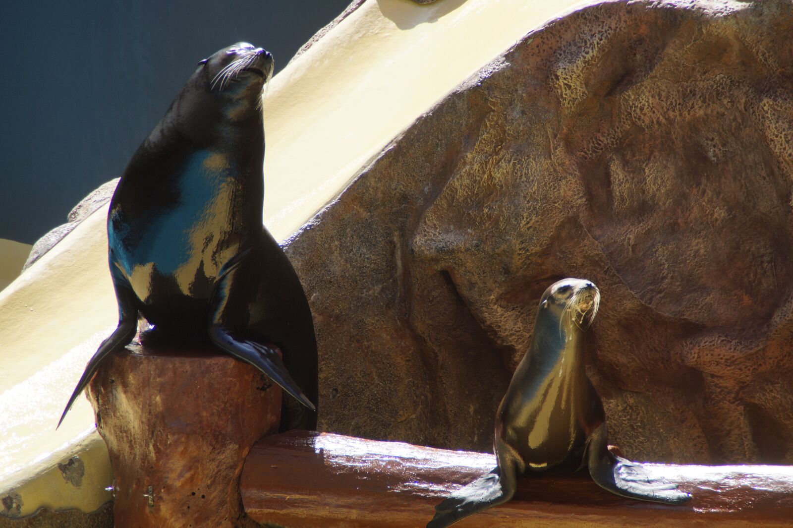 Sony SLT-A58 sample photo. Zoo, sea lion, males photography