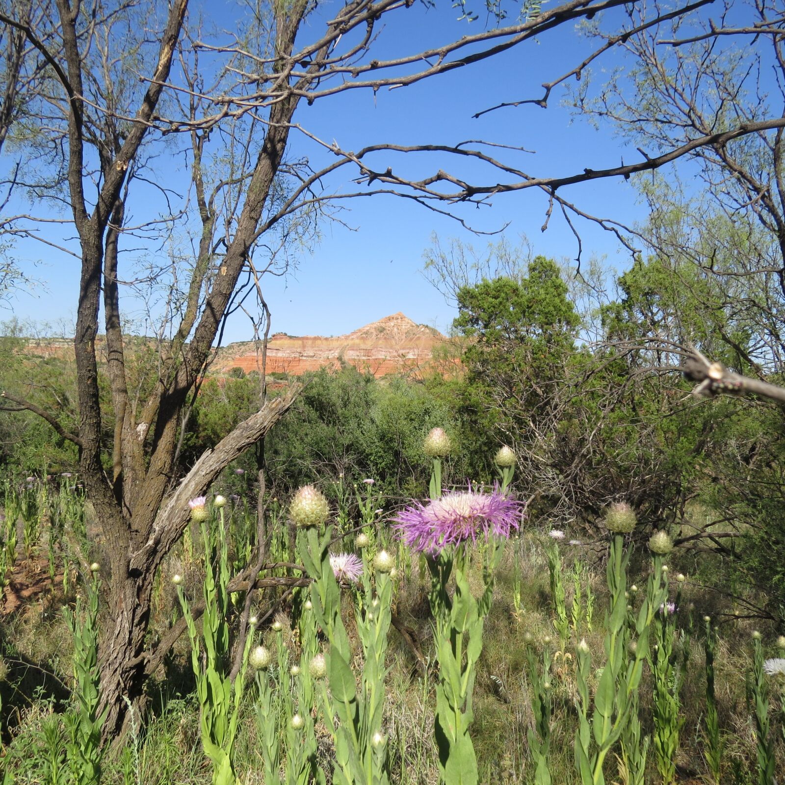 Canon PowerShot SX50 HS sample photo. Landscape, blue flowers, north photography