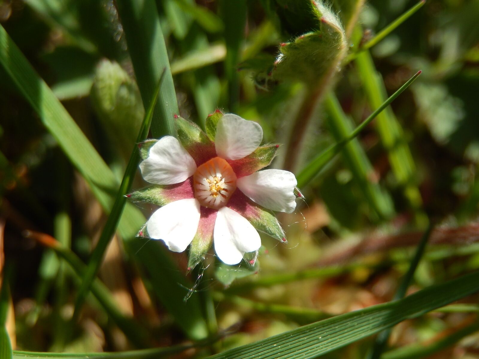 Nikon Coolpix S9500 sample photo. Flower, nature, field photography