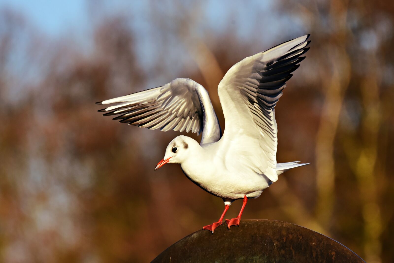 Nikon D750 sample photo. Seagull, sea bird, animal photography