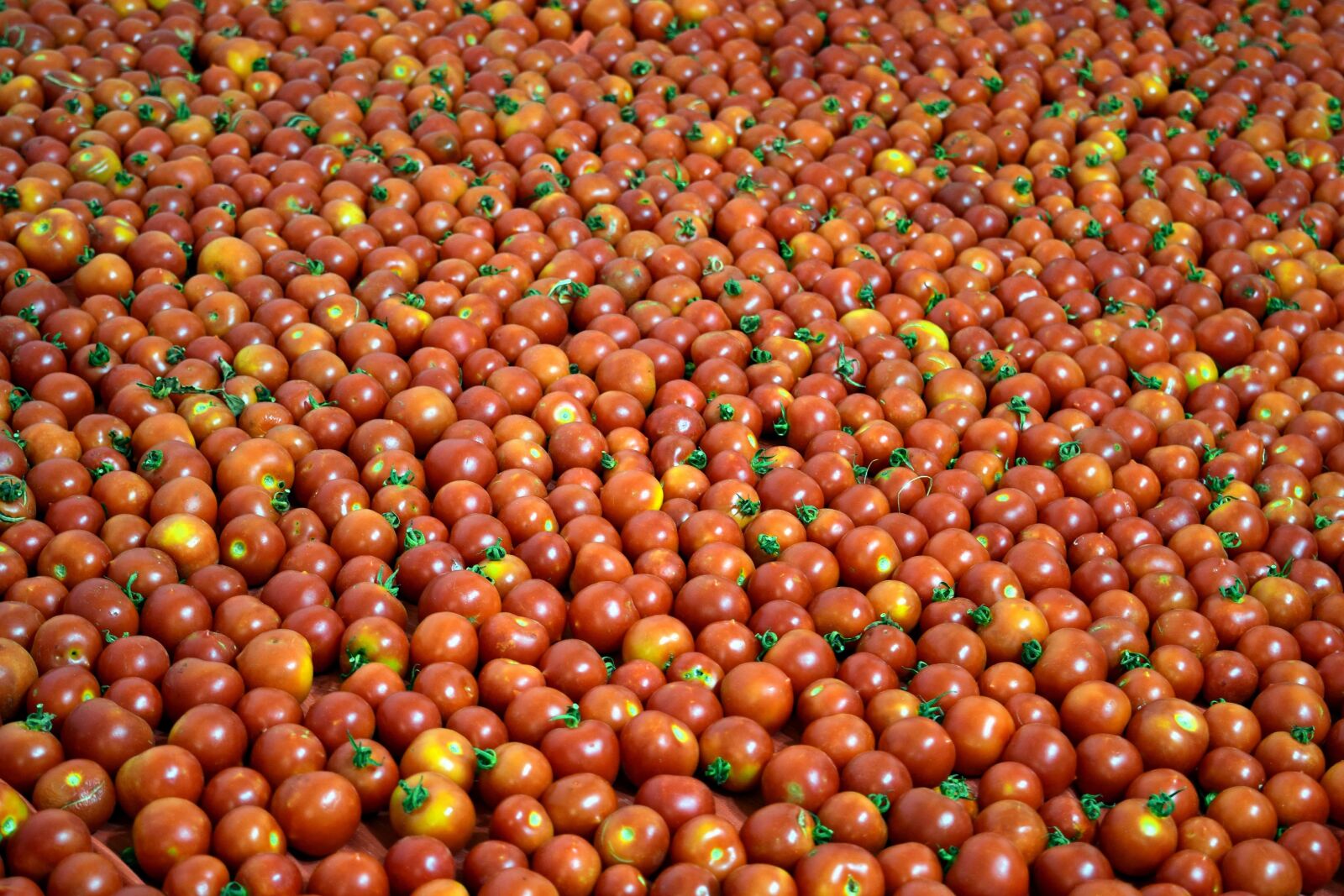 Nikon D3300 sample photo. Red, food, red, tomato photography