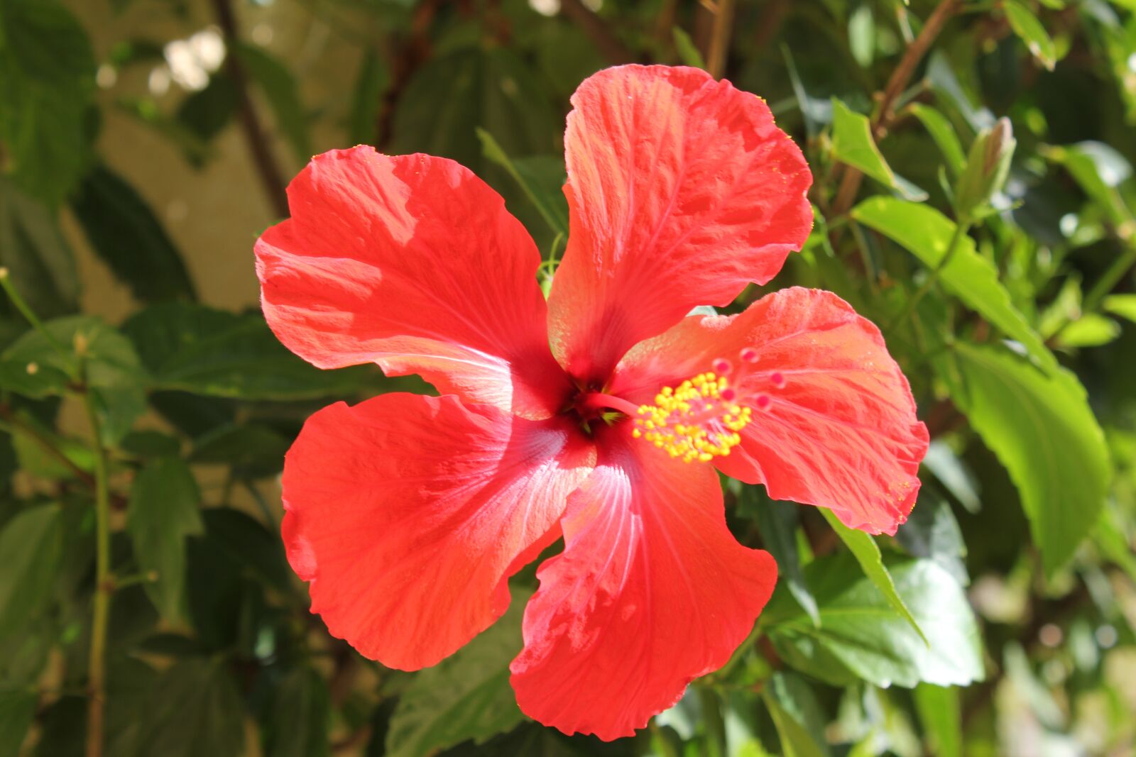 Canon EOS 550D (EOS Rebel T2i / EOS Kiss X4) sample photo. Flower, hibiscus, red photography