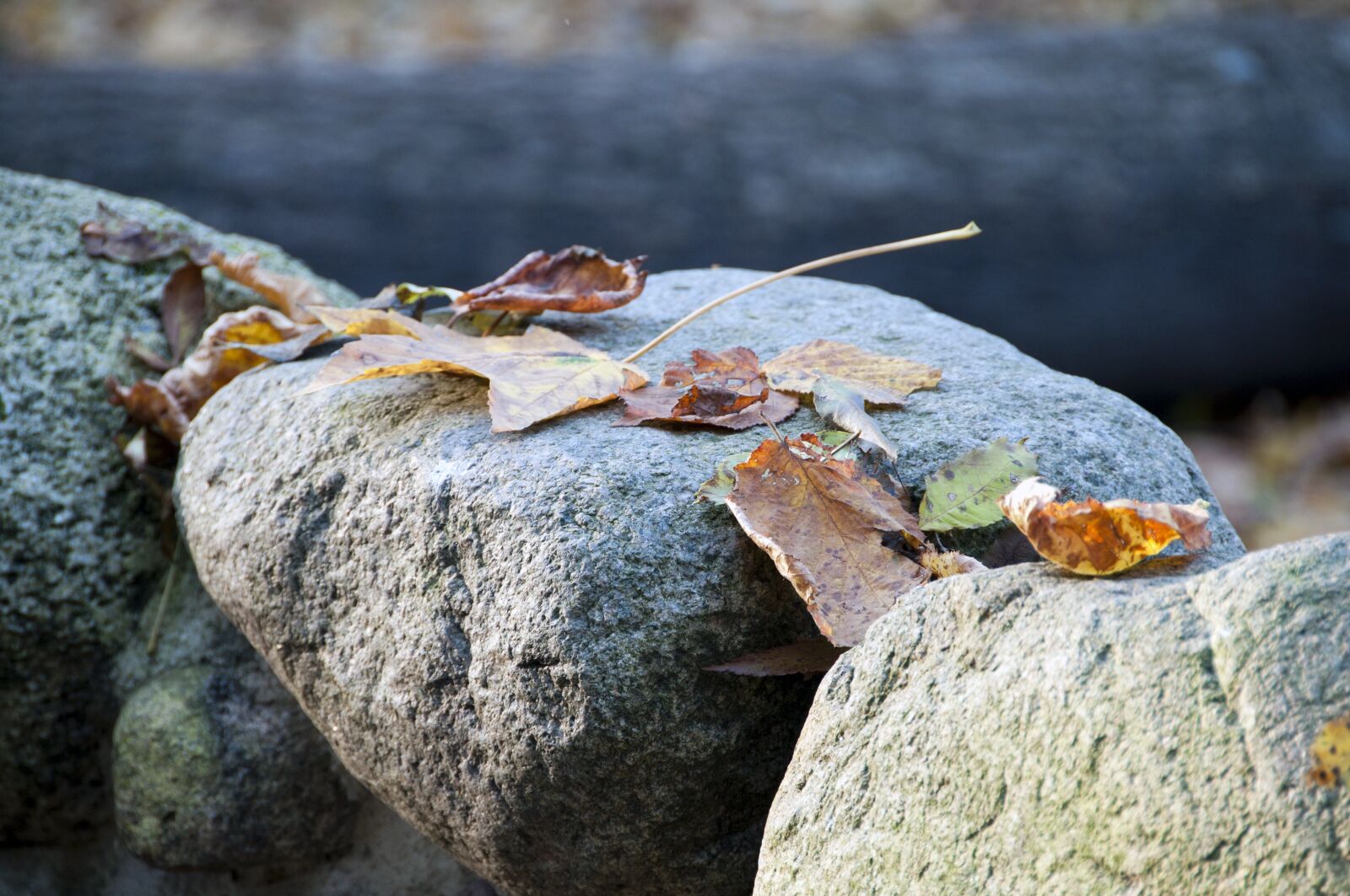 Nikon D300 sample photo. Stone, foliage, nature photography