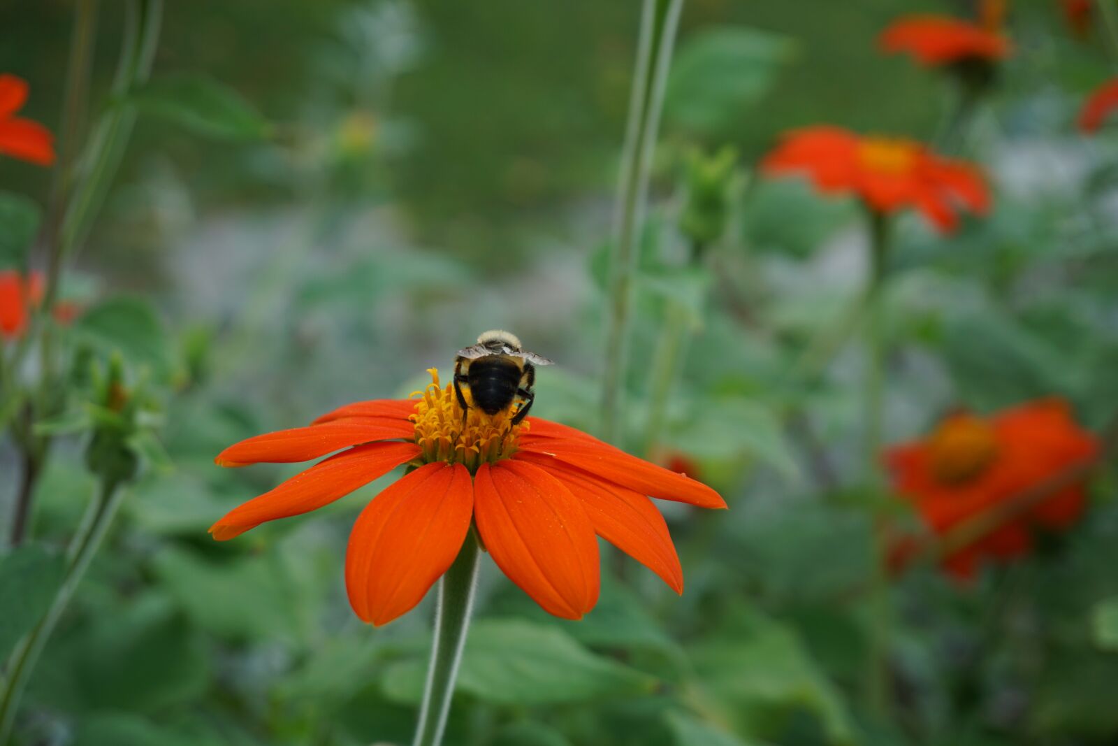 Sony a6000 sample photo. Bee, flower, nature photography