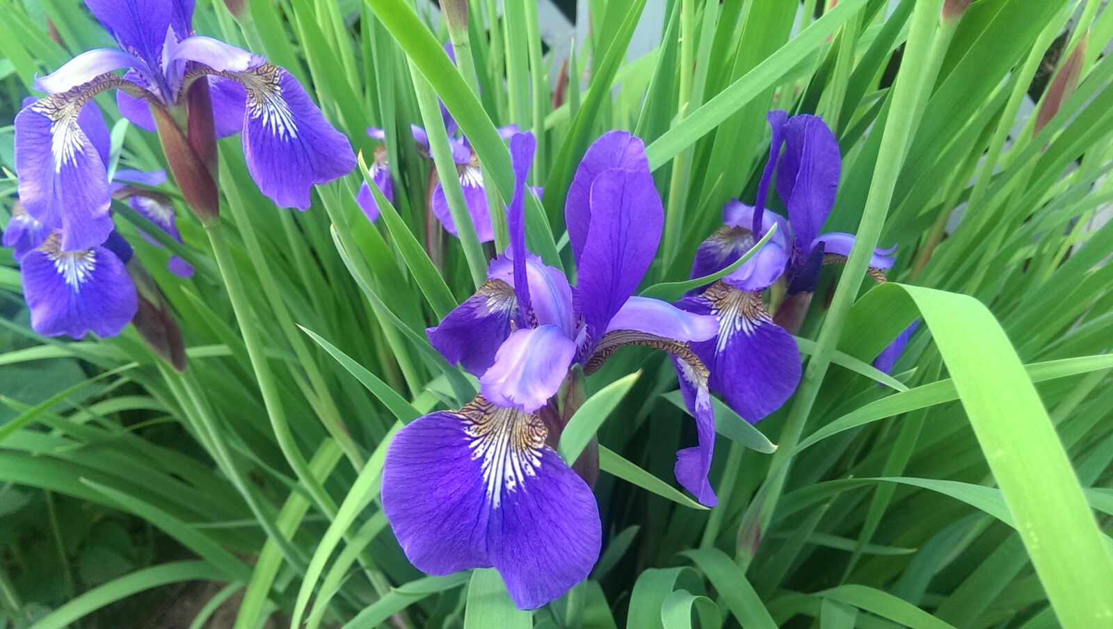 HTC ONE sample photo. Mini iris, flower, purple photography