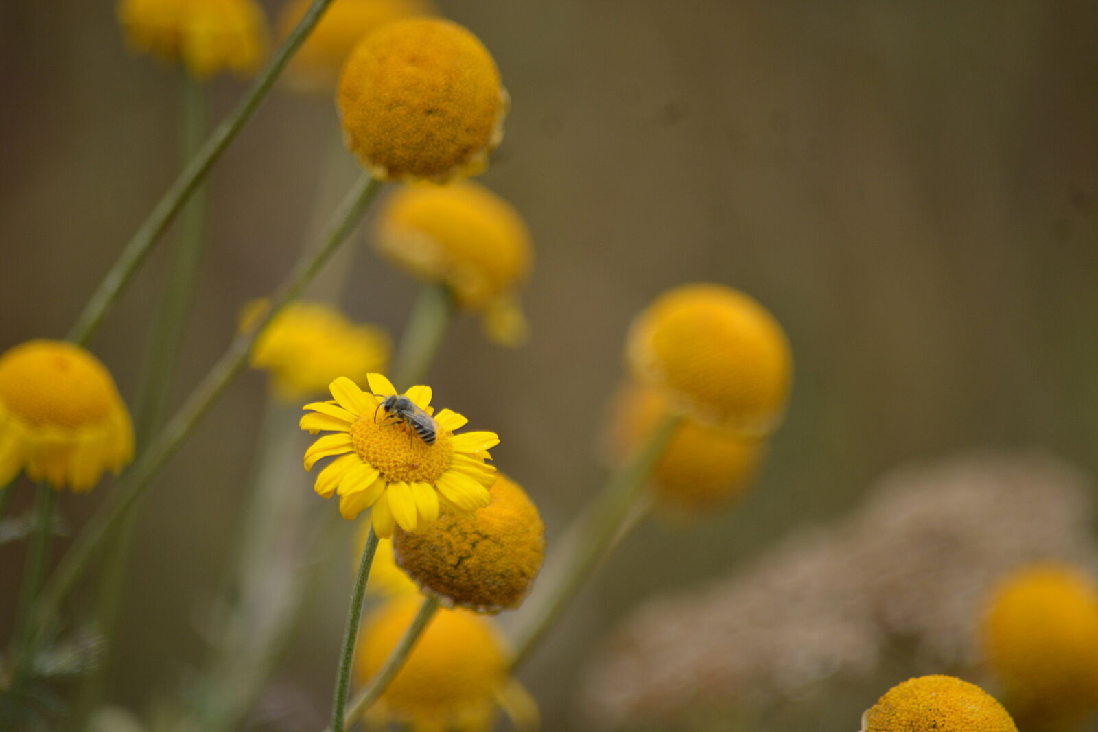 Nikon D5200 sample photo. Botanique, boules, jaunes, ete photography