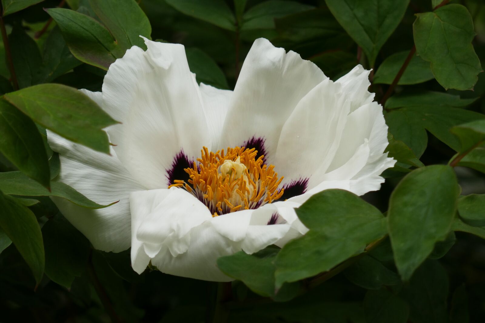 Panasonic Lumix DMC-ZS100 (Lumix DMC-TZ100) sample photo. White flower, garden, bloom photography