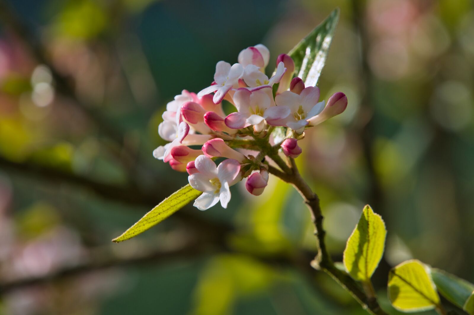 Sony a6400 sample photo. Silk plant, plant, nature photography