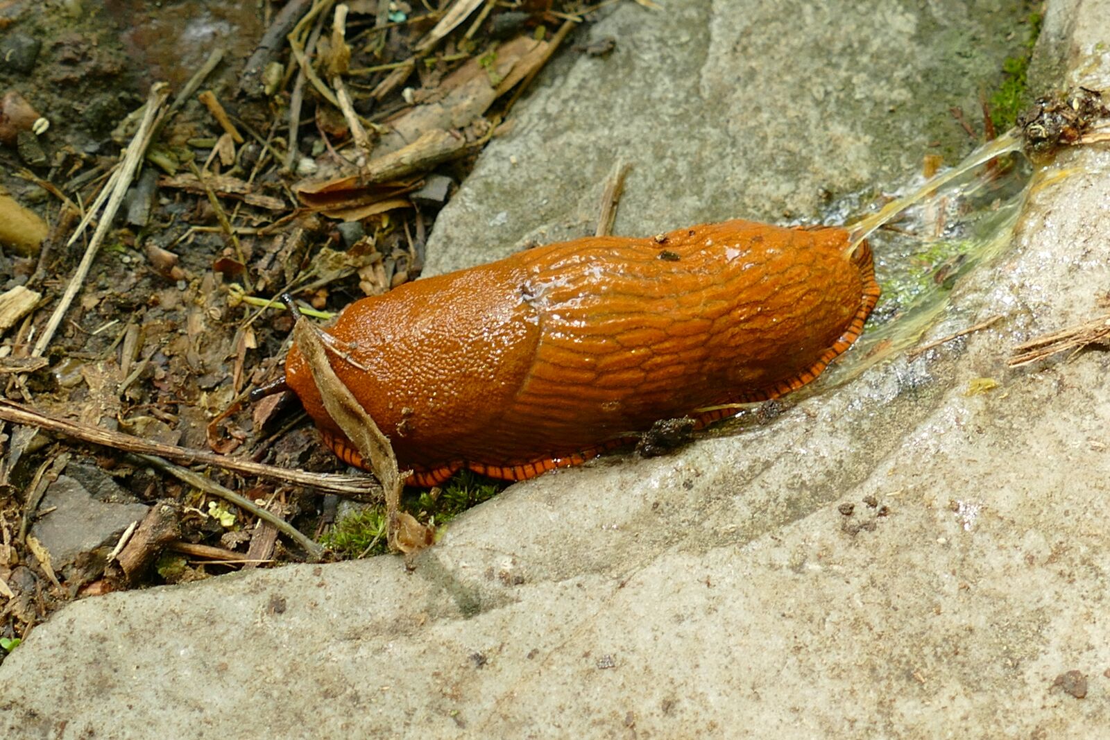 Panasonic Lumix DMC-FZ1000 sample photo. Snail, slug, mollusc photography