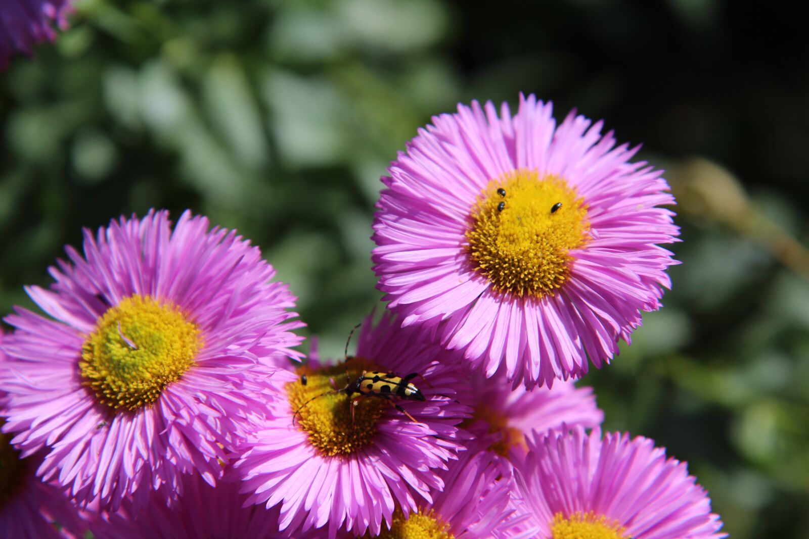Canon EOS 600D (Rebel EOS T3i / EOS Kiss X5) sample photo. Pink flowers, flowering, beetle photography