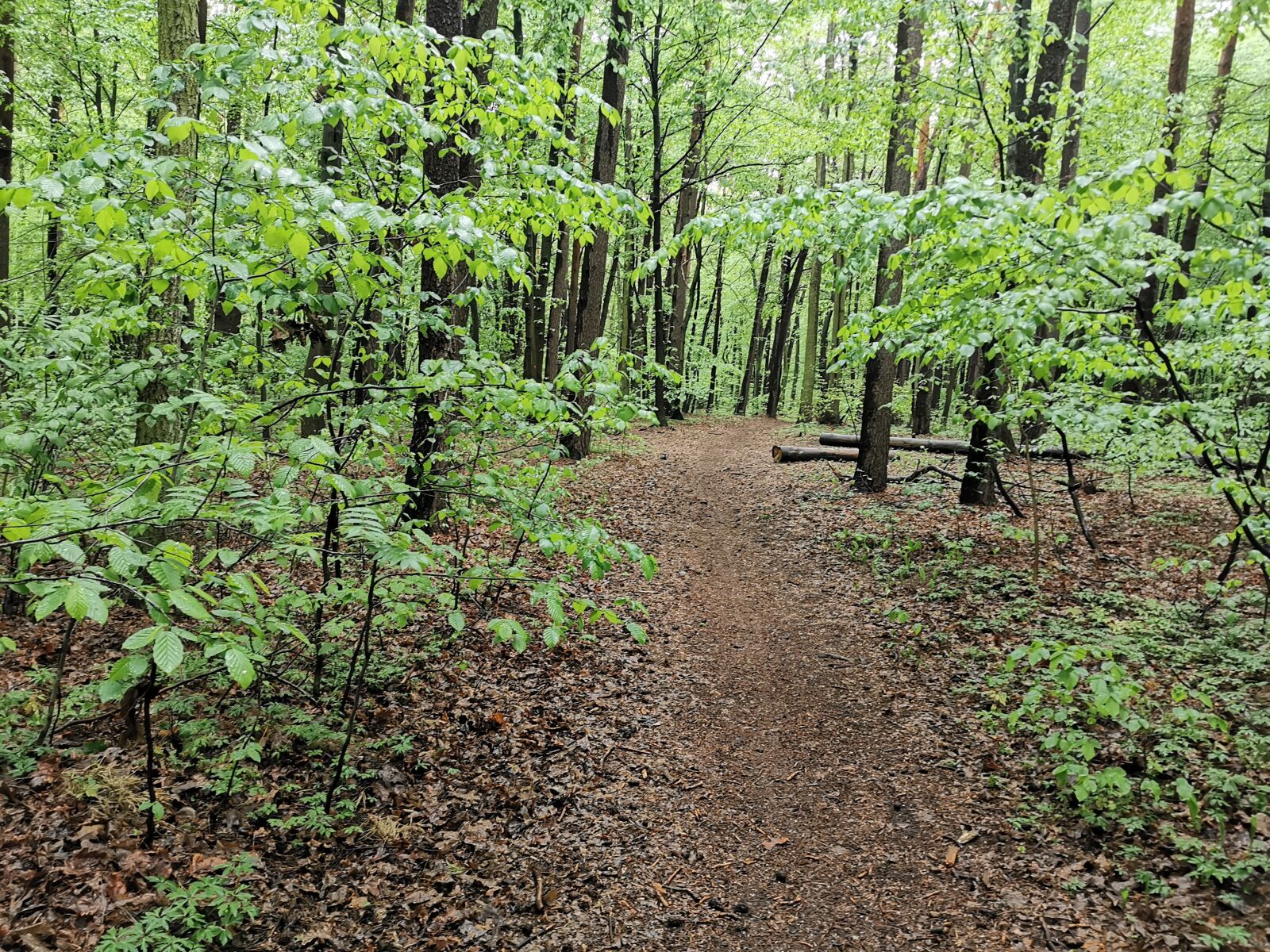HUAWEI P30 Pro sample photo. Forest, path, spring photography