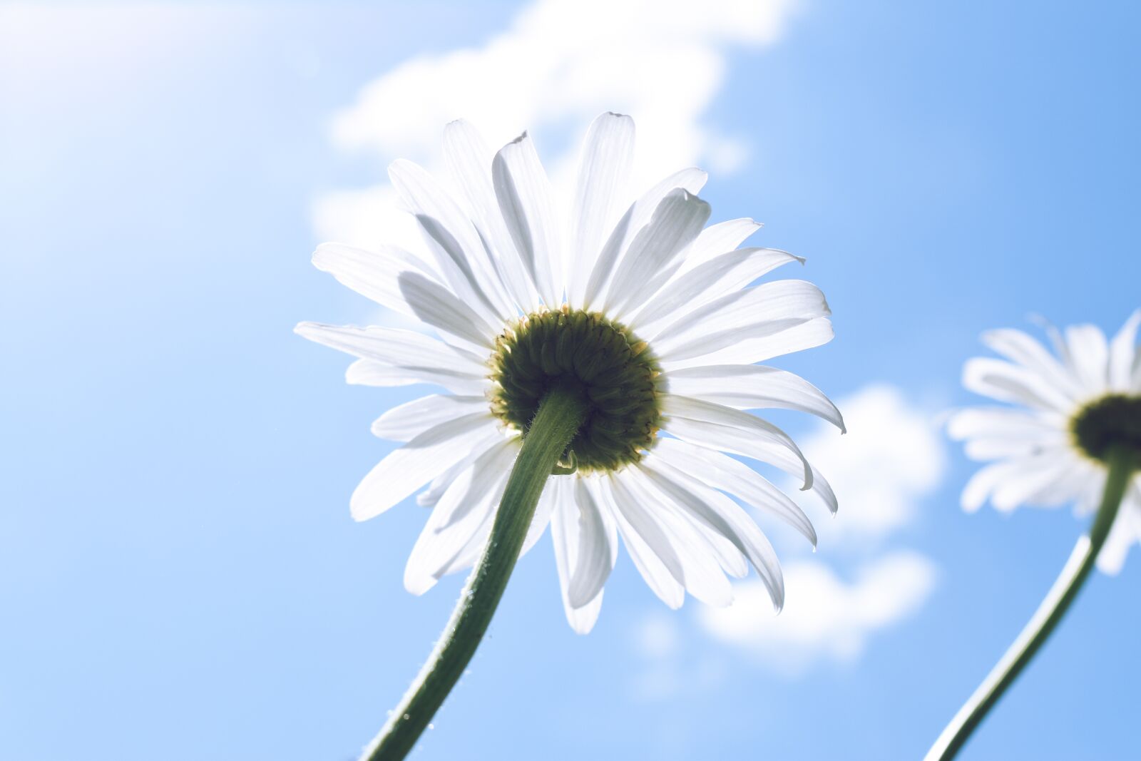 Nikon D5600 sample photo. Daisy, flower, sunbath photography
