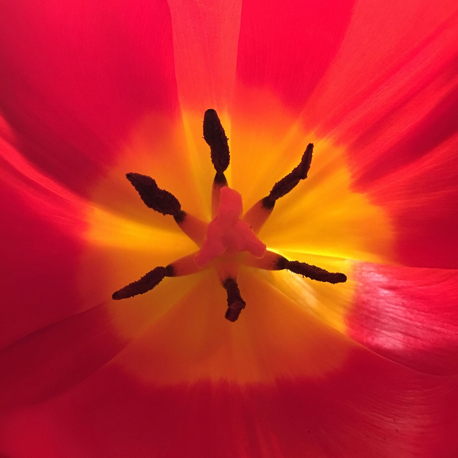 Apple iPhone 6s sample photo. Flower, tulip, womensday photography