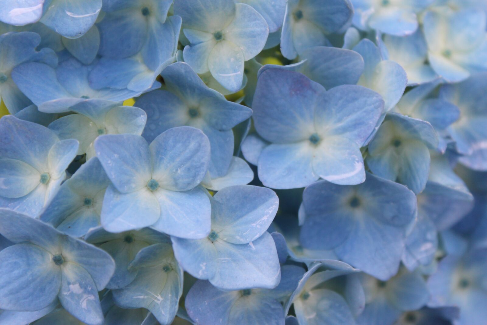 Canon EOS 500D (EOS Rebel T1i / EOS Kiss X3) sample photo. Blue, hydrangea, rain photography