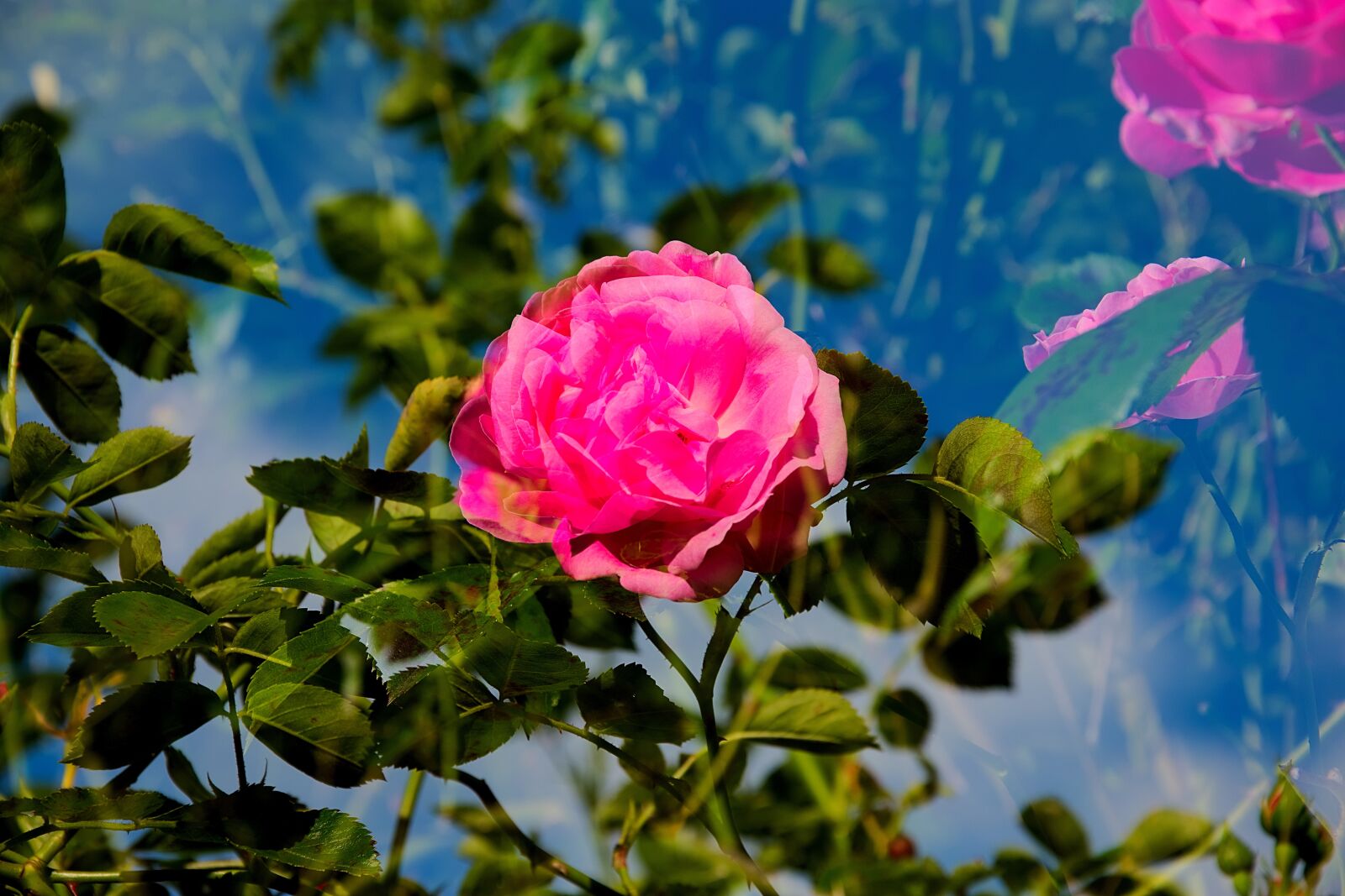 Nikon D7200 sample photo. Rose, multiple exposure, red photography