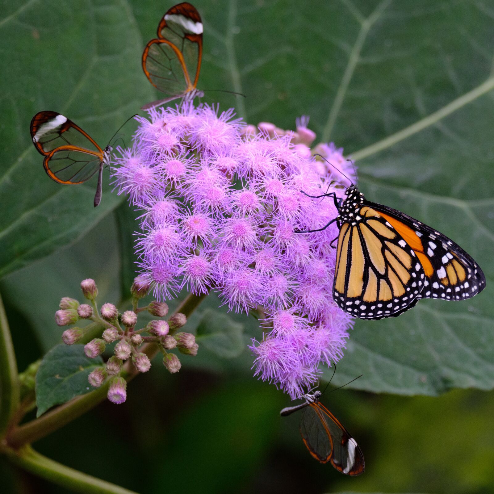 Fujifilm X-T2 + Fujifilm XF 55-200mm F3.5-4.8 R LM OIS sample photo. Butterfly, monarch, butterflies photography
