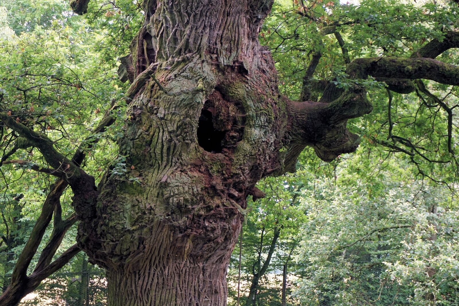 Sony a6000 sample photo. Oak, tree, tribe photography