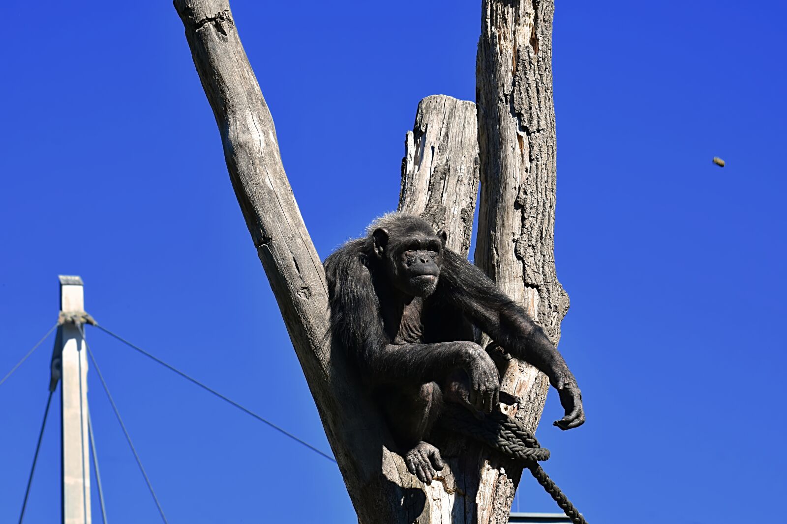 Nikon D7200 sample photo. Chimpanzee, monkey, food photography