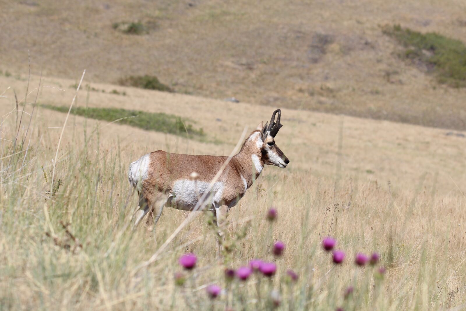 Canon EOS 600D (Rebel EOS T3i / EOS Kiss X5) + Tamron SP 150-600mm F5-6.3 Di VC USD sample photo. Pronghorn antelope, antelope, pronghorn photography