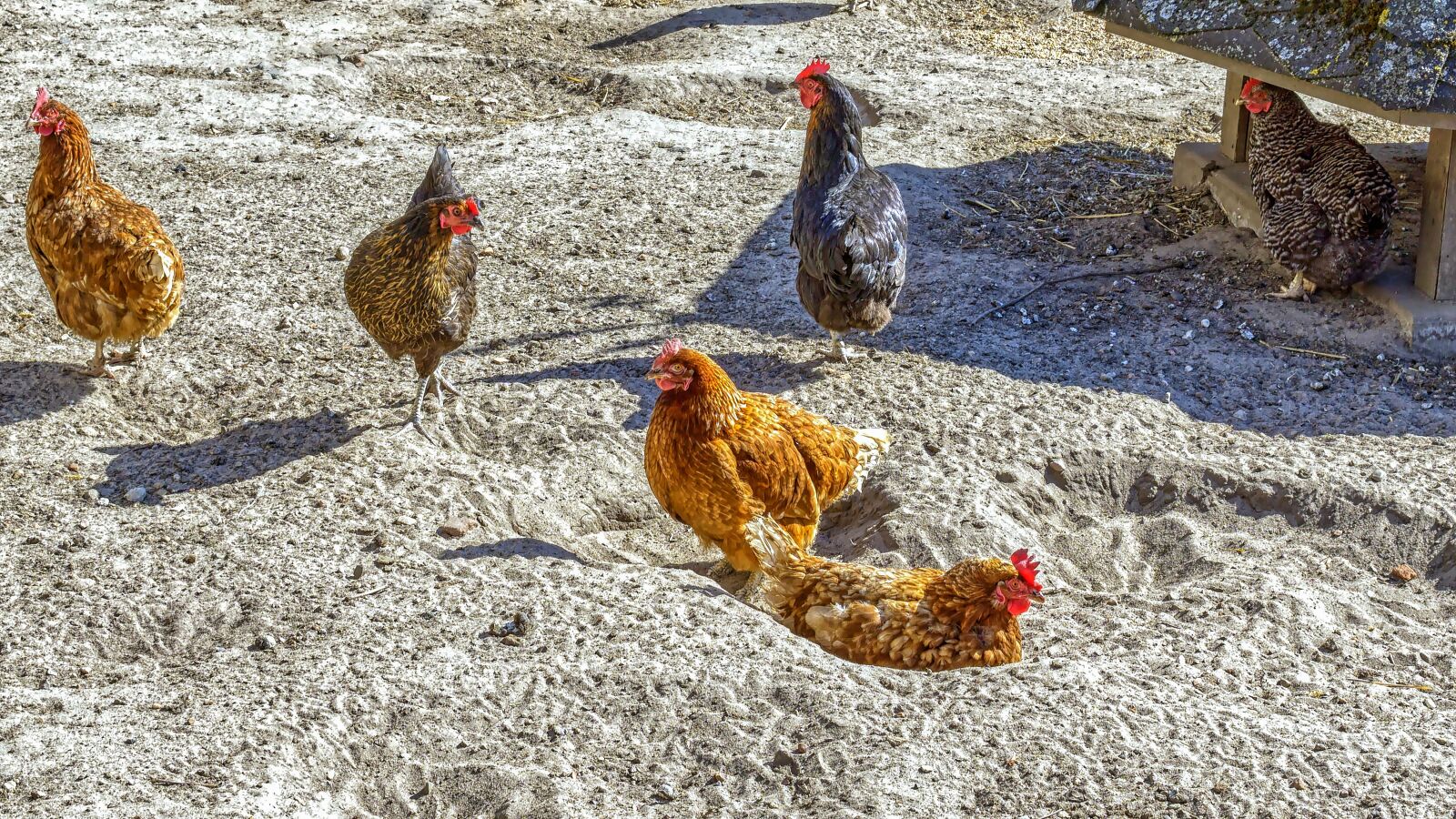 30mm F1.4 DC DN | Contemporary 016 sample photo. Chickens, chicken run, animals photography