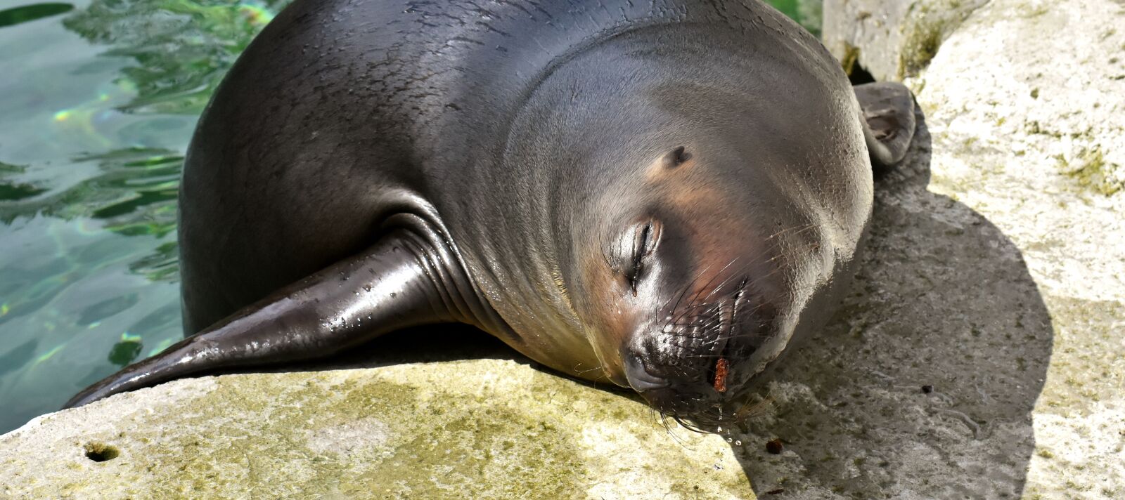 Nikon D7200 sample photo. Seal, sea lion, eat photography