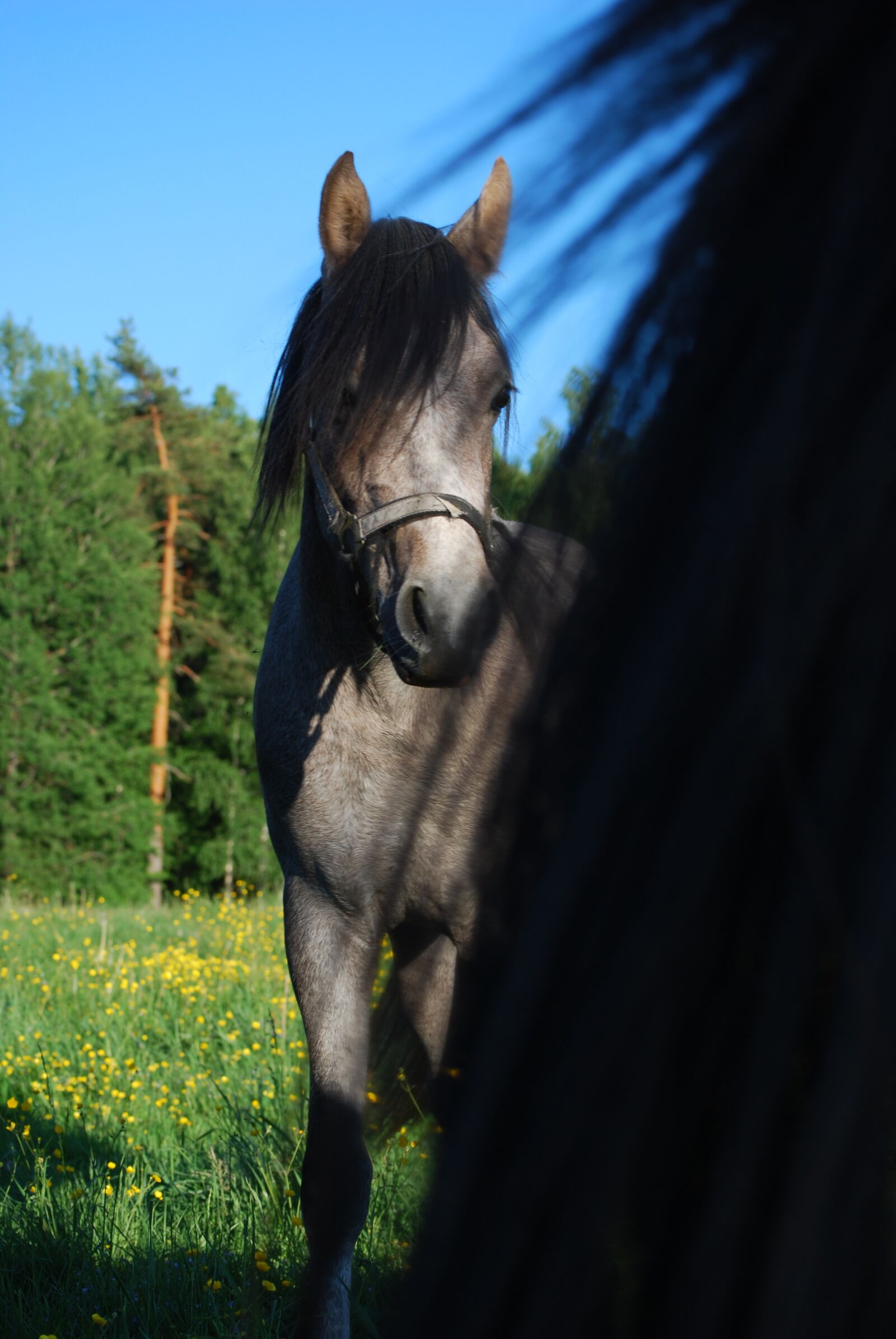 Nikon D60 sample photo. Horse, nature, summer photography