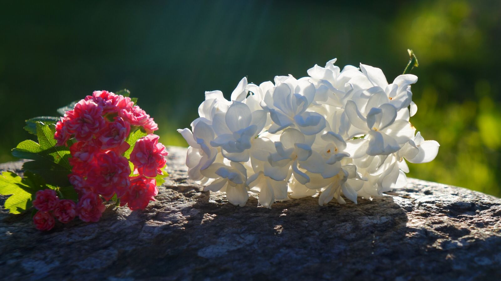 Sony Alpha a3000 + Sony E 18-55mm F3.5-5.6 OSS sample photo. Nature, plants, white photography