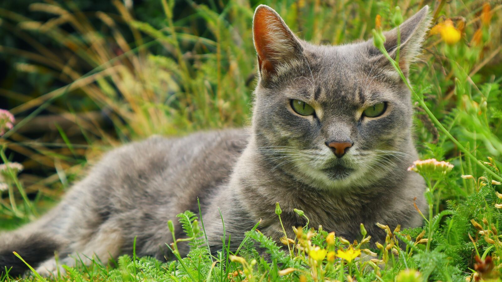 Canon EF-M 15-45mm F3.5-6.3 IS STM sample photo. Cat, animal, gray cat photography