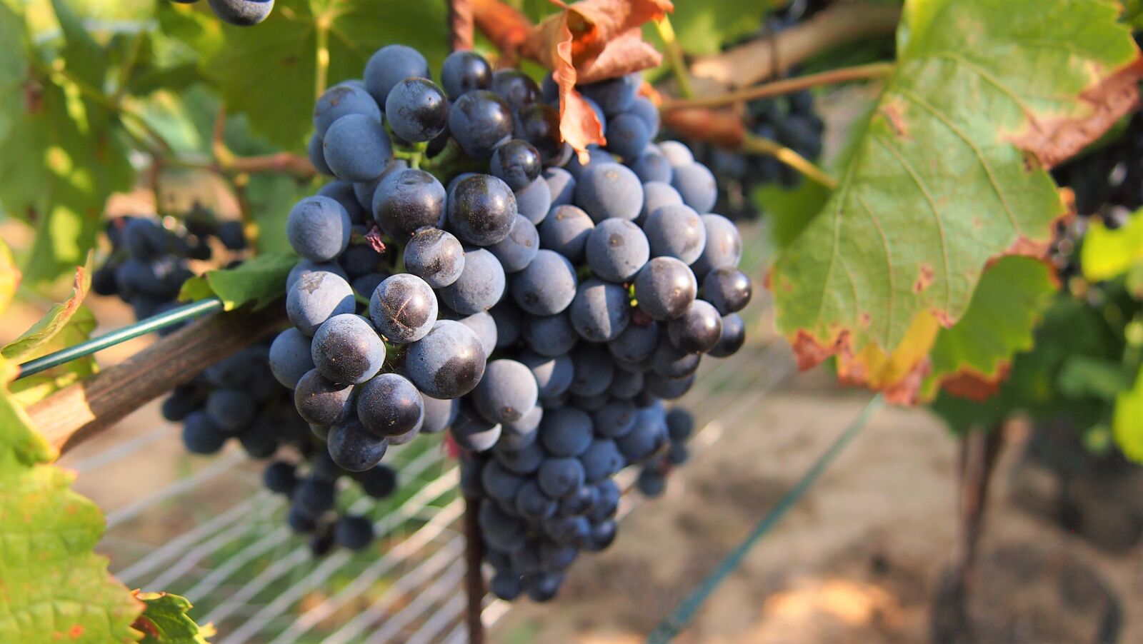 Olympus PEN E-PM1 sample photo. Grapes, wine, fruit photography