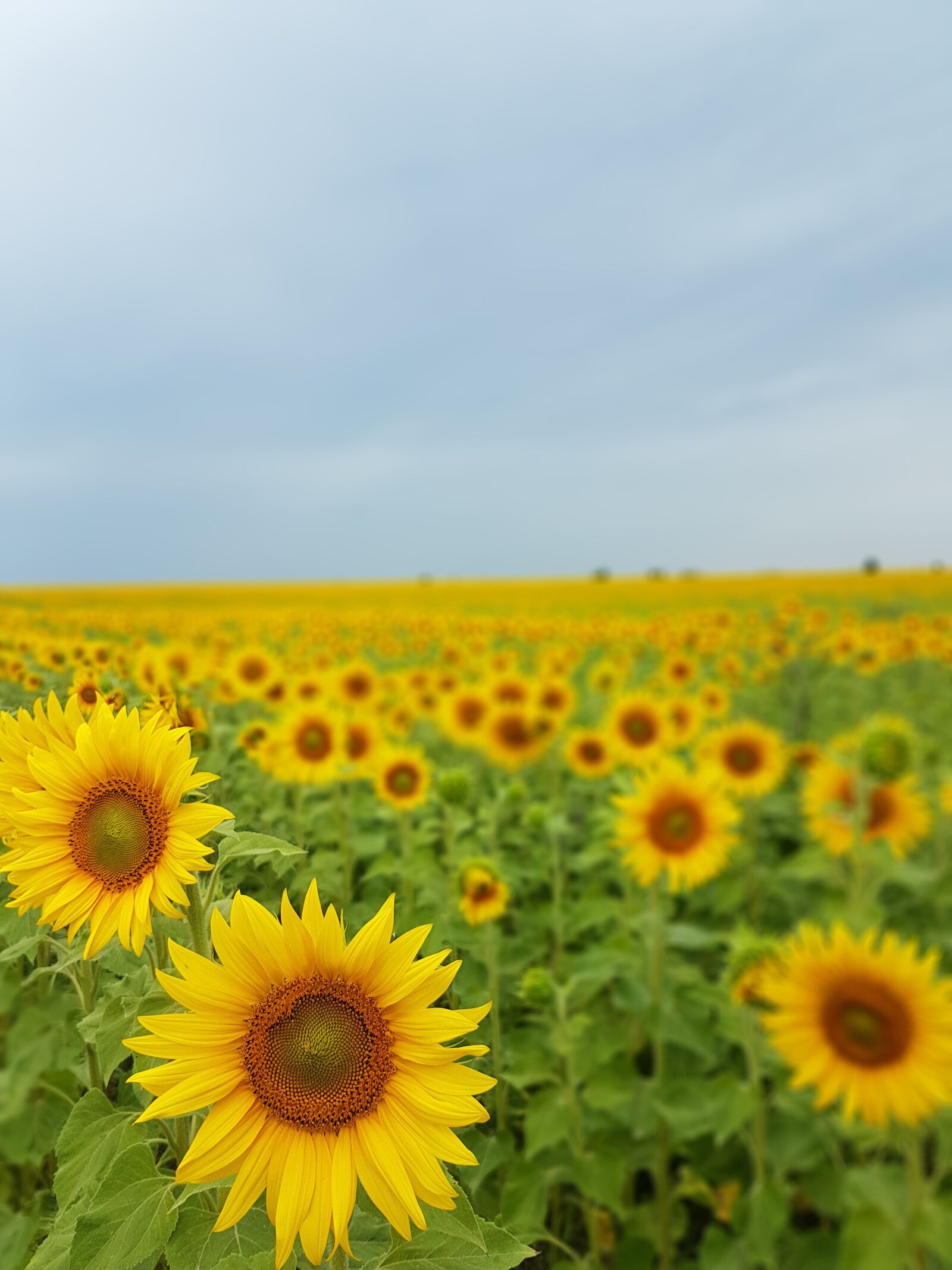 Samsung Galaxy S7 sample photo. Sunflowers, nature, summer photography