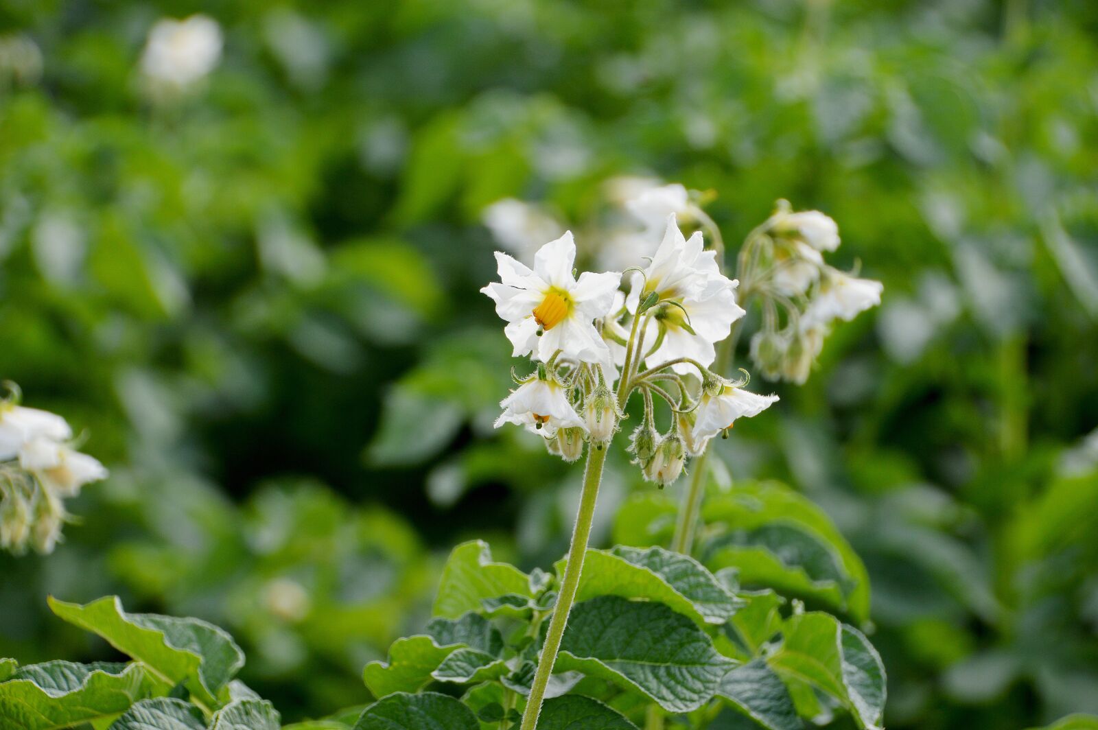 Nikon D3200 sample photo. Field, flower, fauna photography