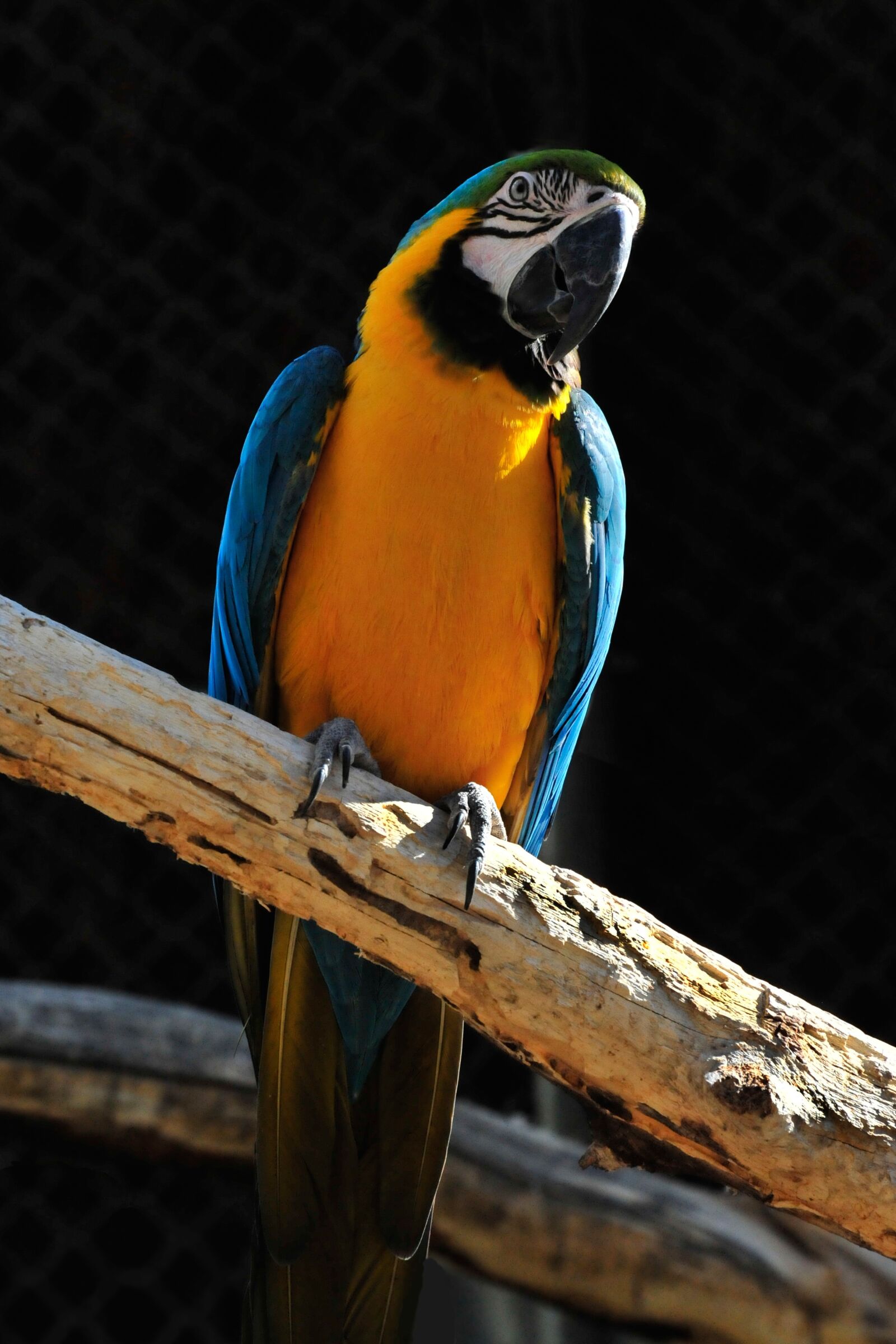 Nikon D3 sample photo. Bird, blue macaw, colorful photography