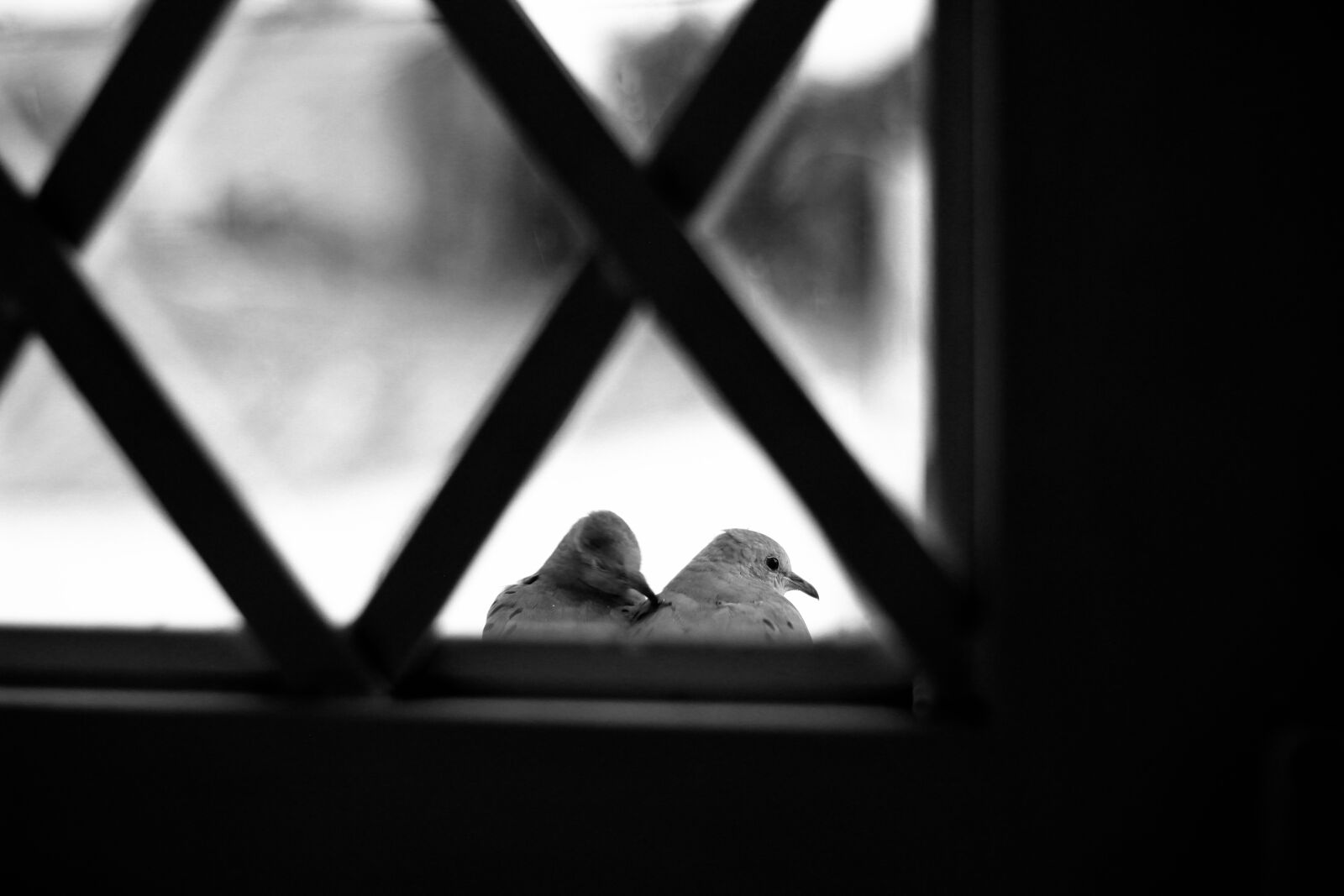 Canon EOS 600D (Rebel EOS T3i / EOS Kiss X5) sample photo. Aves, pajaros, bird photography