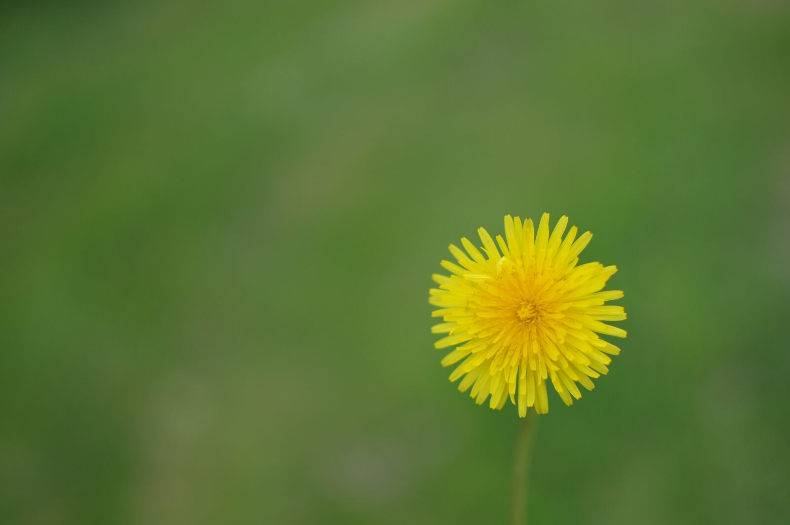 Nikon D90 sample photo. Dandelion, flower, plant photography