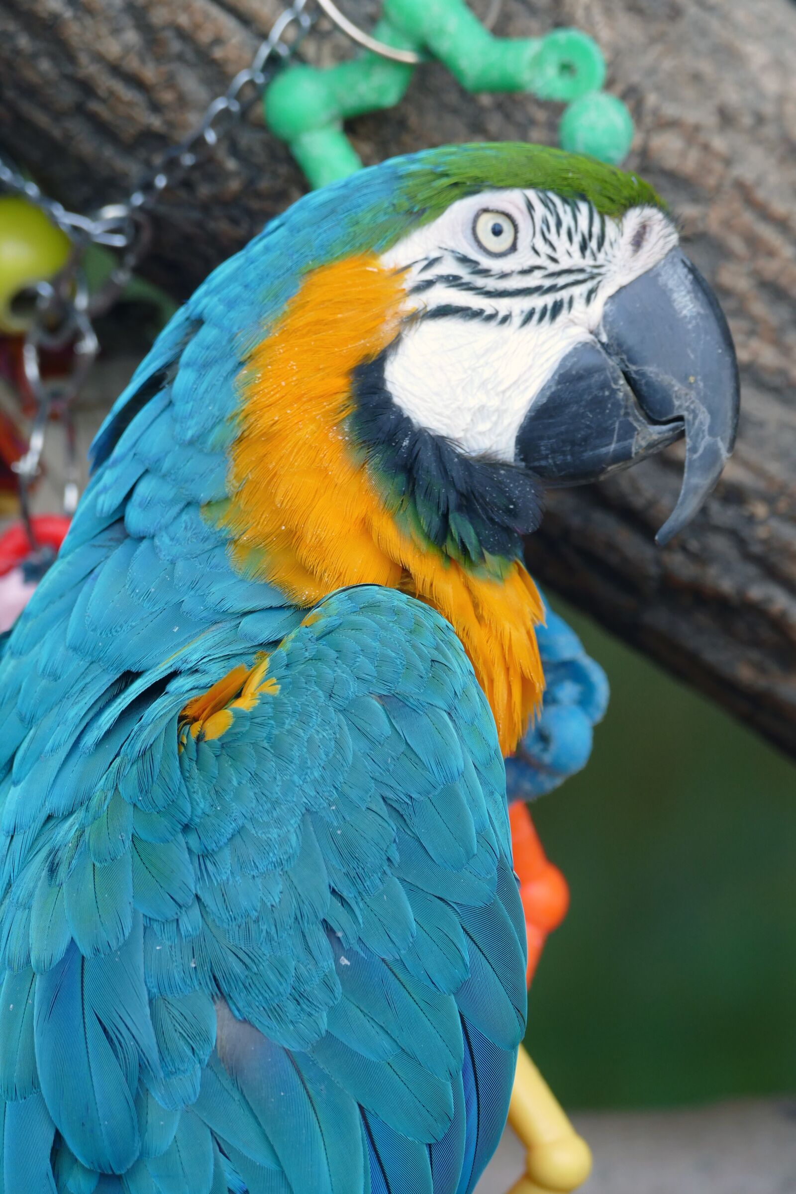 Panasonic Lumix DMC-FZ1000 sample photo. Parrot, bird, macaw photography