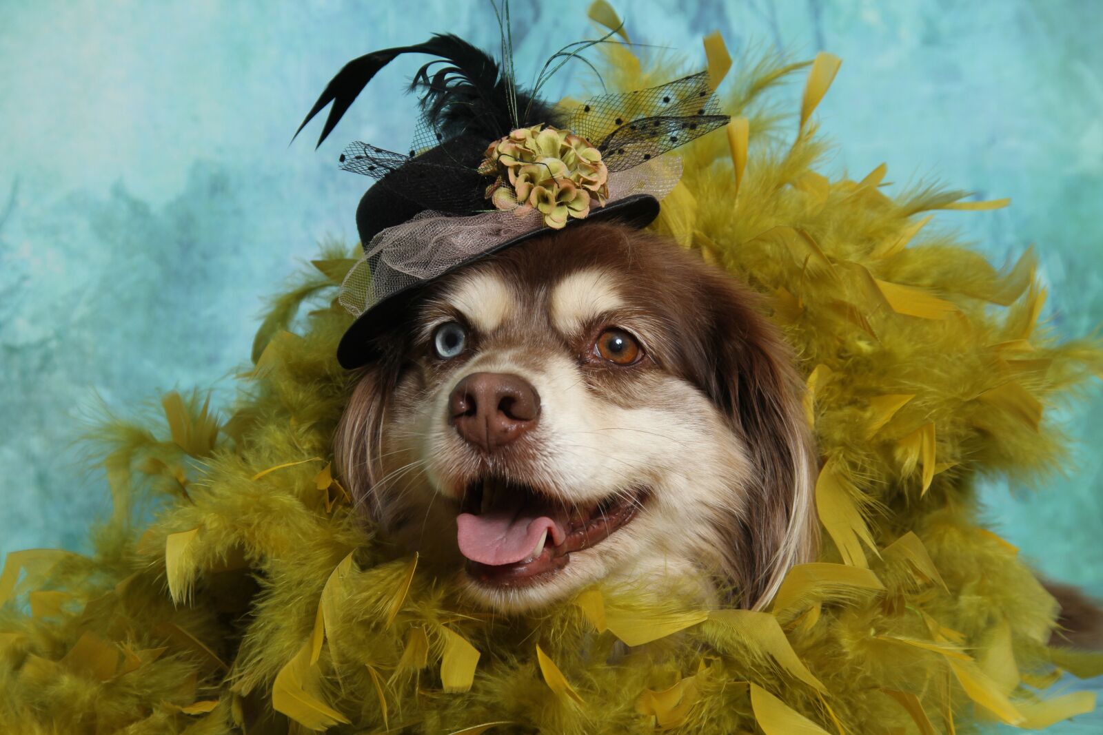 Canon EOS 7D sample photo. Dog, feathers, boa photography