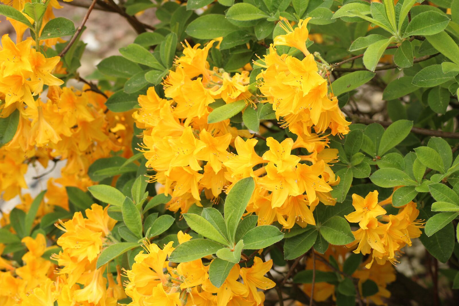 Canon EOS 1200D (EOS Rebel T5 / EOS Kiss X70 / EOS Hi) sample photo. Azalea, rhododendron, ornamental shrub photography