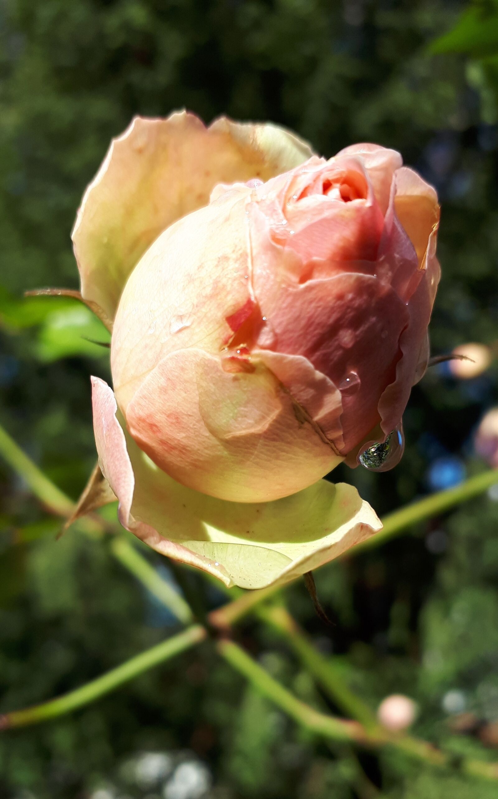 Samsung Galaxy A5(2017) sample photo. Rose, petal, romance photography