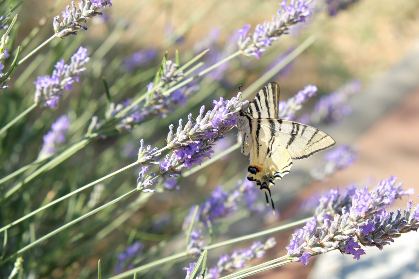 Fujifilm X-T2 + Fujifilm XF 18-55mm F2.8-4 R LM OIS sample photo. Butterfly, insect, nature photography