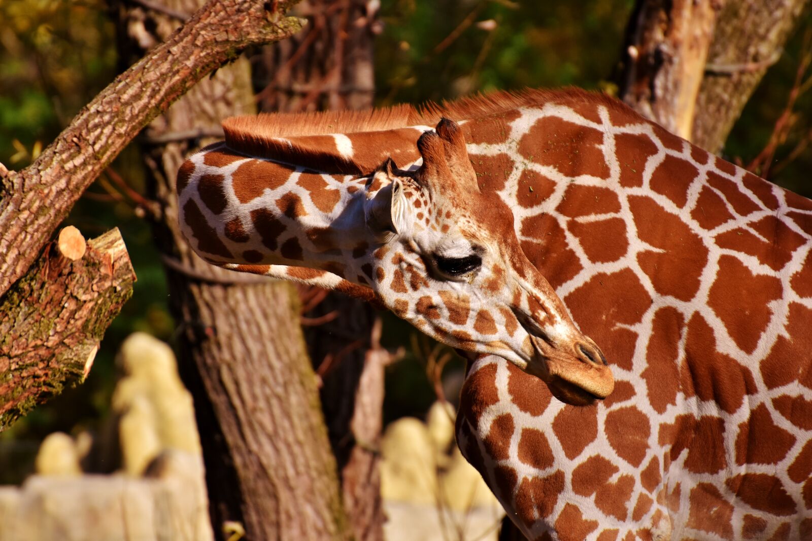 Nikon D7200 sample photo. Giraffe, zoo, animal portrait photography
