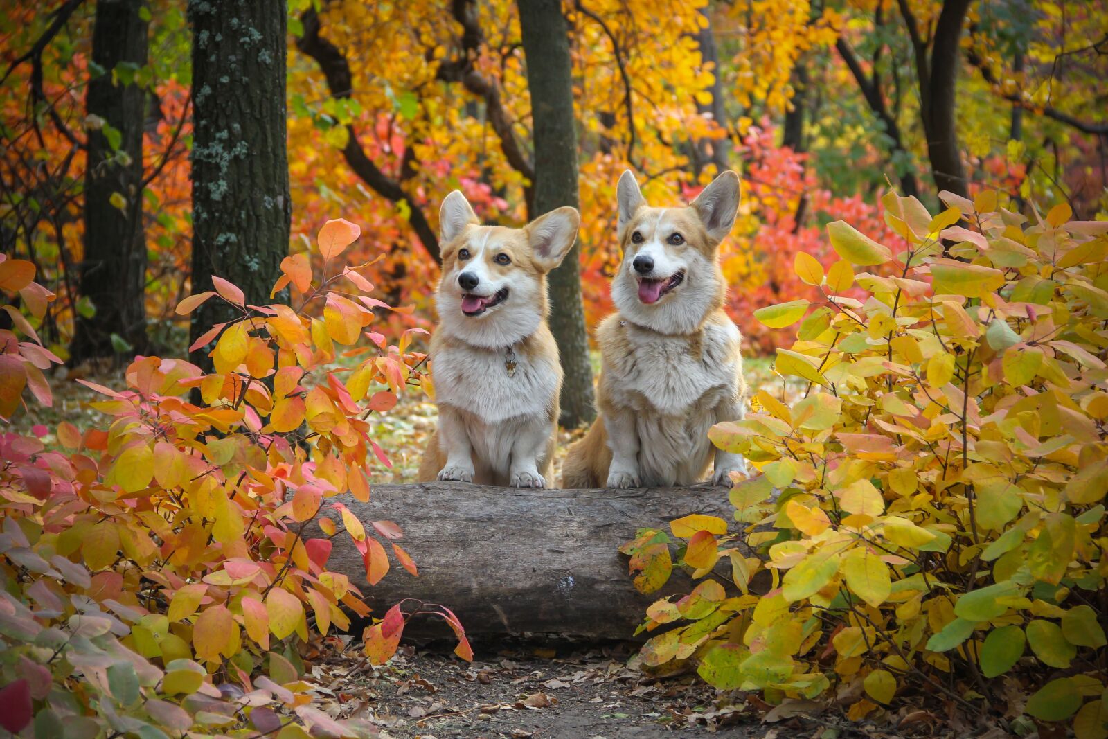Canon EOS 550D (EOS Rebel T2i / EOS Kiss X4) sample photo. Corgi, dogs, log photography