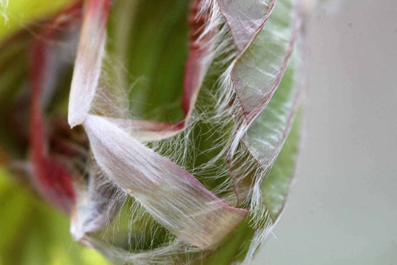 Canon EOS 1200D (EOS Rebel T5 / EOS Kiss X70 / EOS Hi) sample photo. Leaf, unfold, tree photography