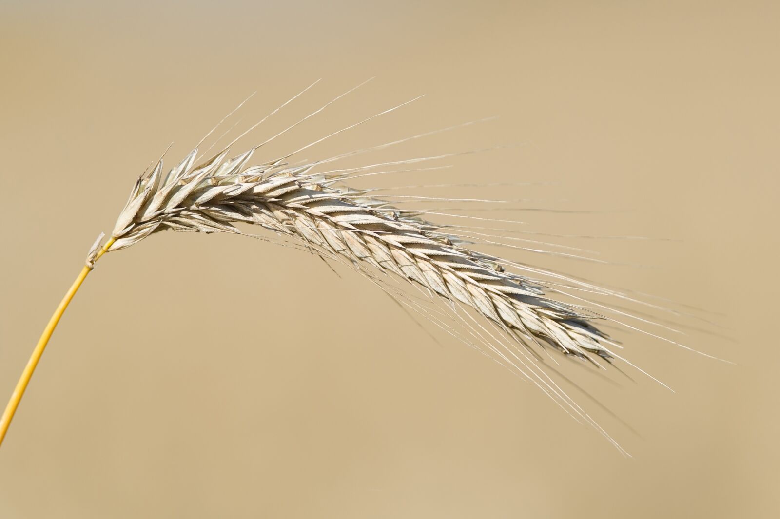 Nikon D3S sample photo. Grain, axis, cores photography